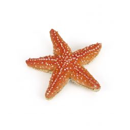 Etoile de mer Papo Papo Ikaipaka jeux & jouets Royan