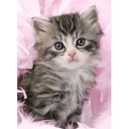 Puzzle 500p Chaton Ravensburger Ikaipaka jeux & jouets Royan