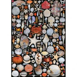 Puzzle 1000p Coquilles Piatnik Ikaipaka jeux & jouets Royan