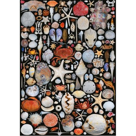 Puzzle 1000p Coquilles Piatnik Ikaipaka jeux & jouets Royan