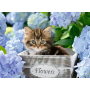 Puzzle 300p XXL Petit Chaton Ravensburger Ikaipaka jeux &