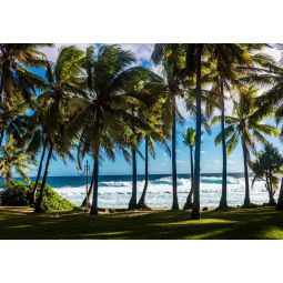 Puzzle 1000p Plage et Palmiers La Réunion France BlueBird
