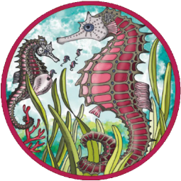 Puzzle 33p Mini Hippocampe Curiosi Curiosi Ikaipaka jeux &