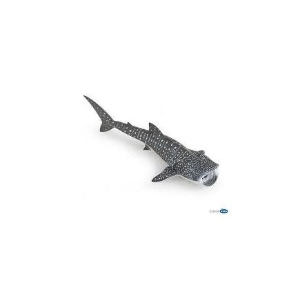 Requin baleine papo - IkaIpaka Royan