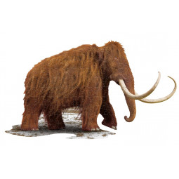 Puzzle 100p I AM Mammouth Laineux  Ikaipaka jeux & jouets Royan